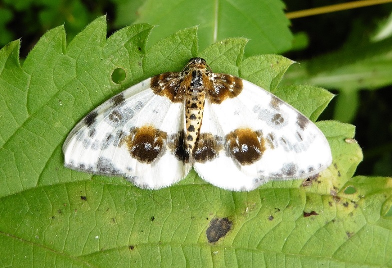 Bellissima Falena da ID - Abraxas (Calospilos) sylvata